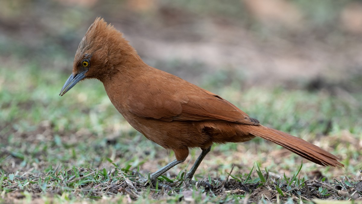 Rufous Cacholote - ML628084318