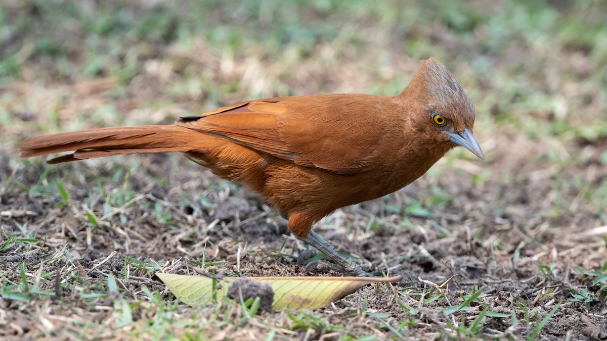 Rufous Cacholote - ML628084319