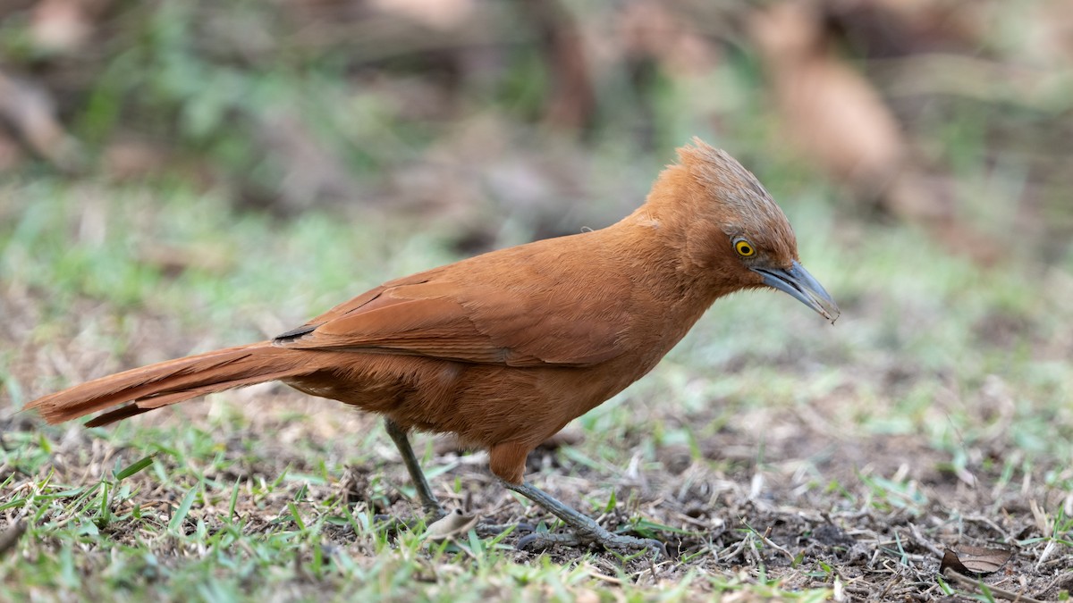 Rufous Cacholote - ML628084320