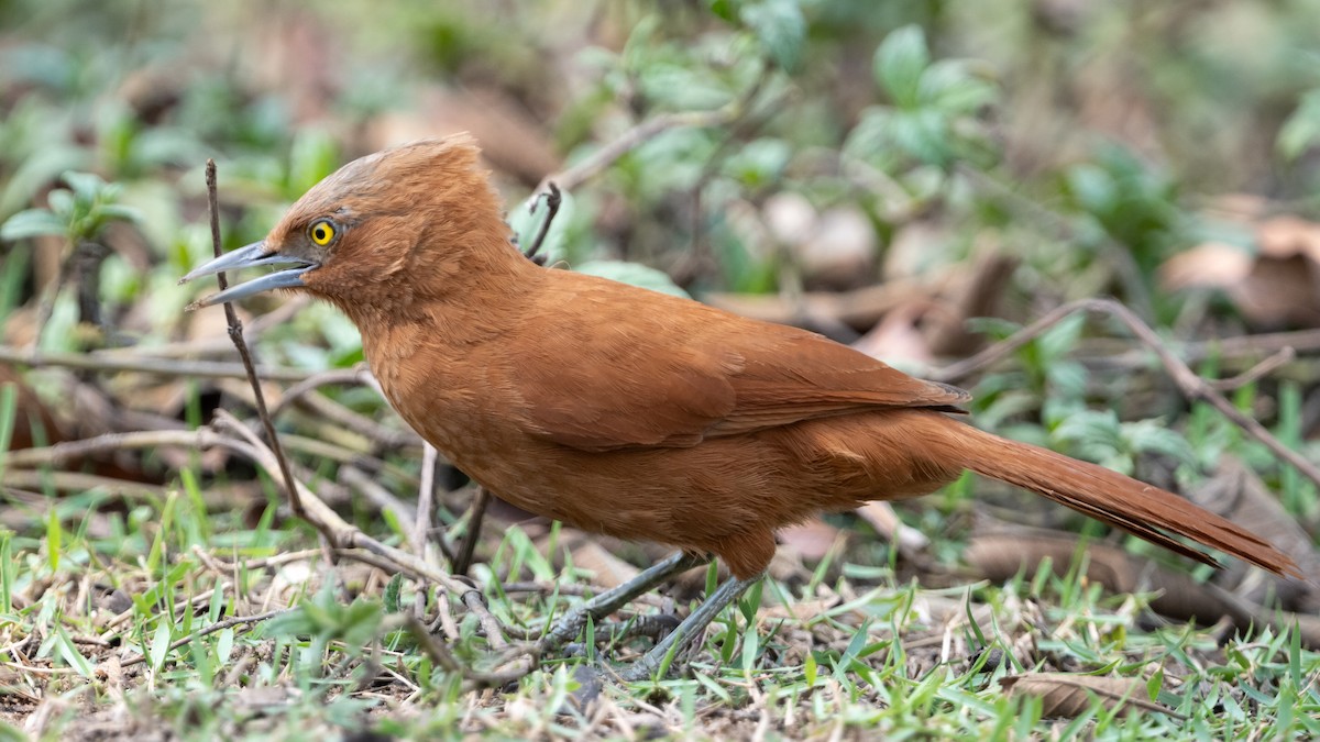 Rufous Cacholote - ML628084321