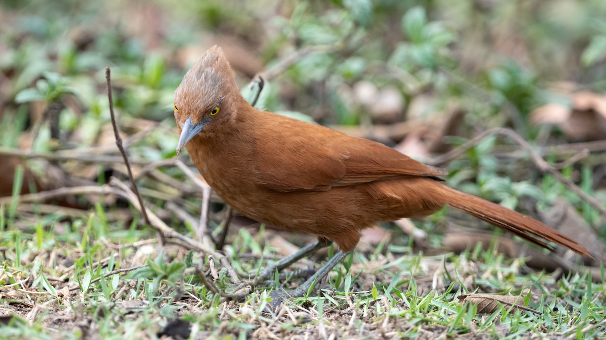 Rufous Cacholote - ML628084322