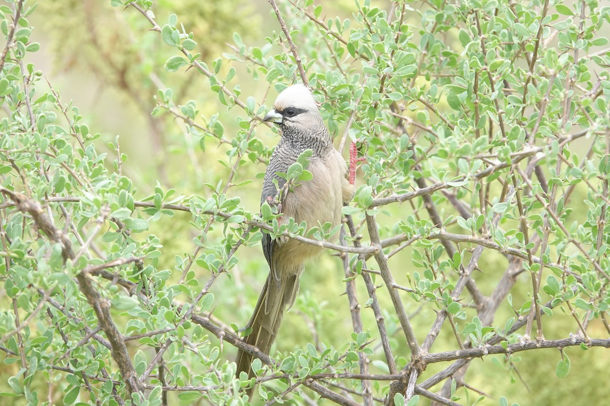 White-headed Mousebird - ML628084323