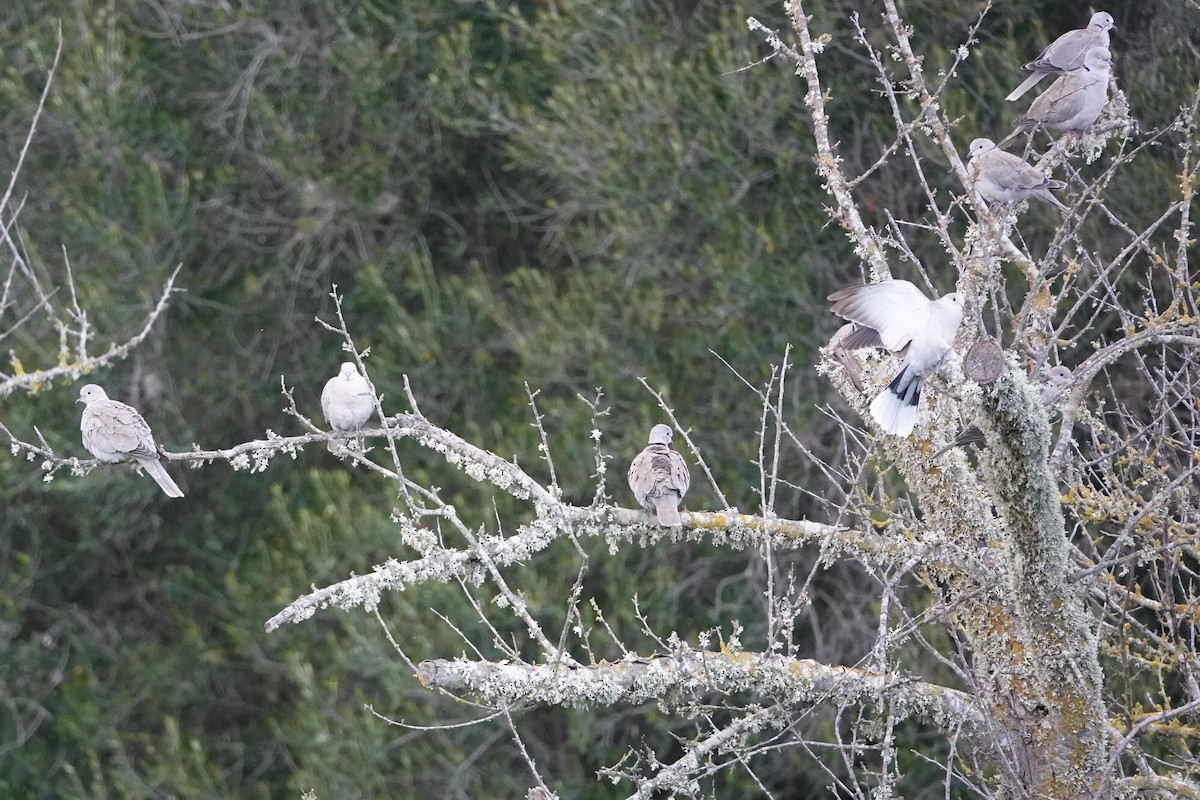 Eurasian Collared-Dove - ML628084433