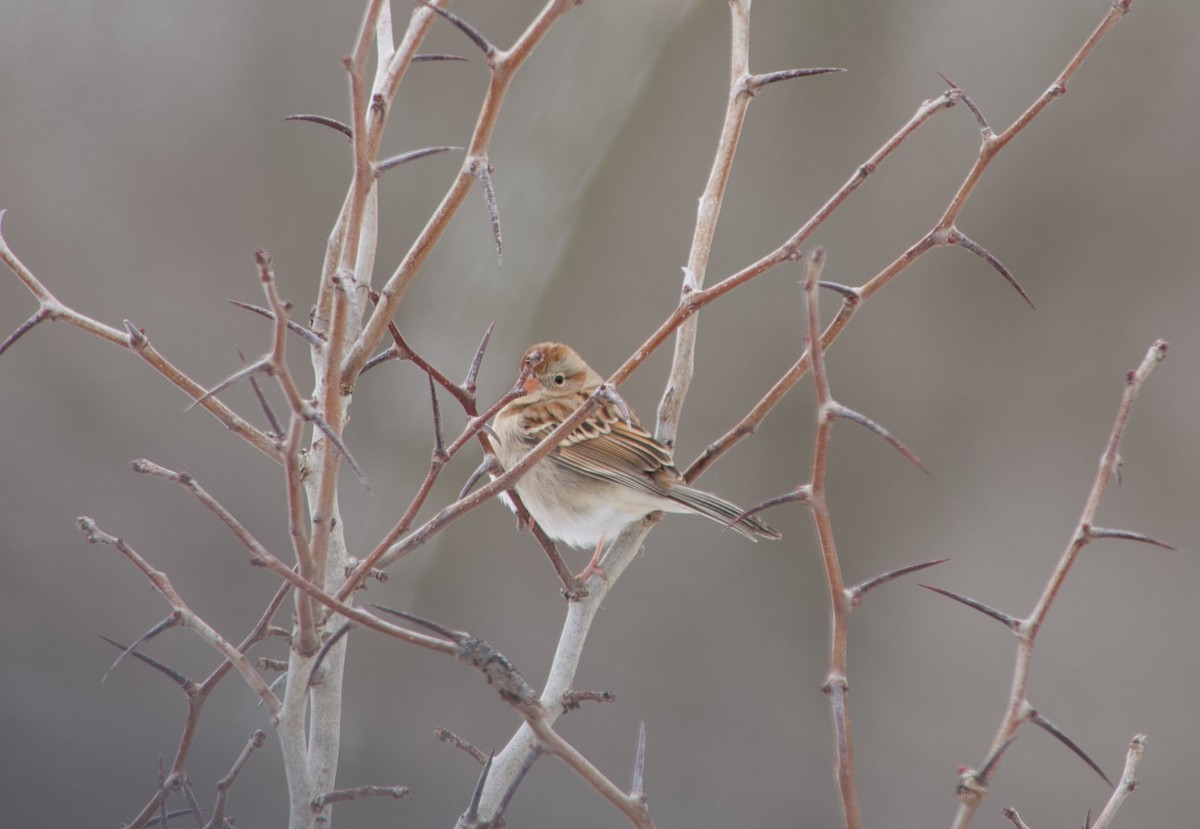 Field Sparrow - ML628084437