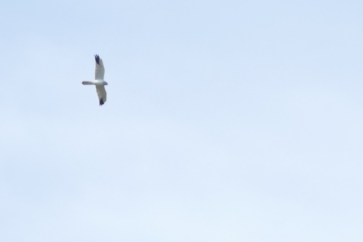 Pallid Harrier - ML628084493