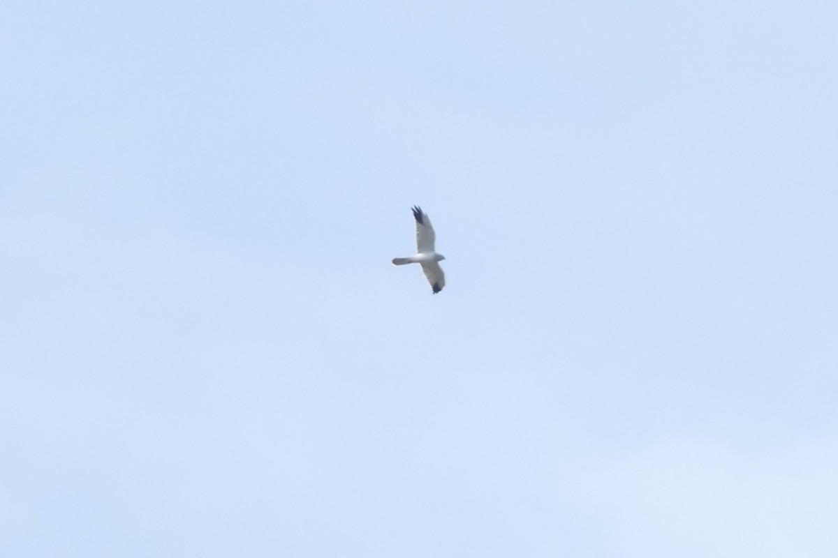 Pallid Harrier - ML628084494