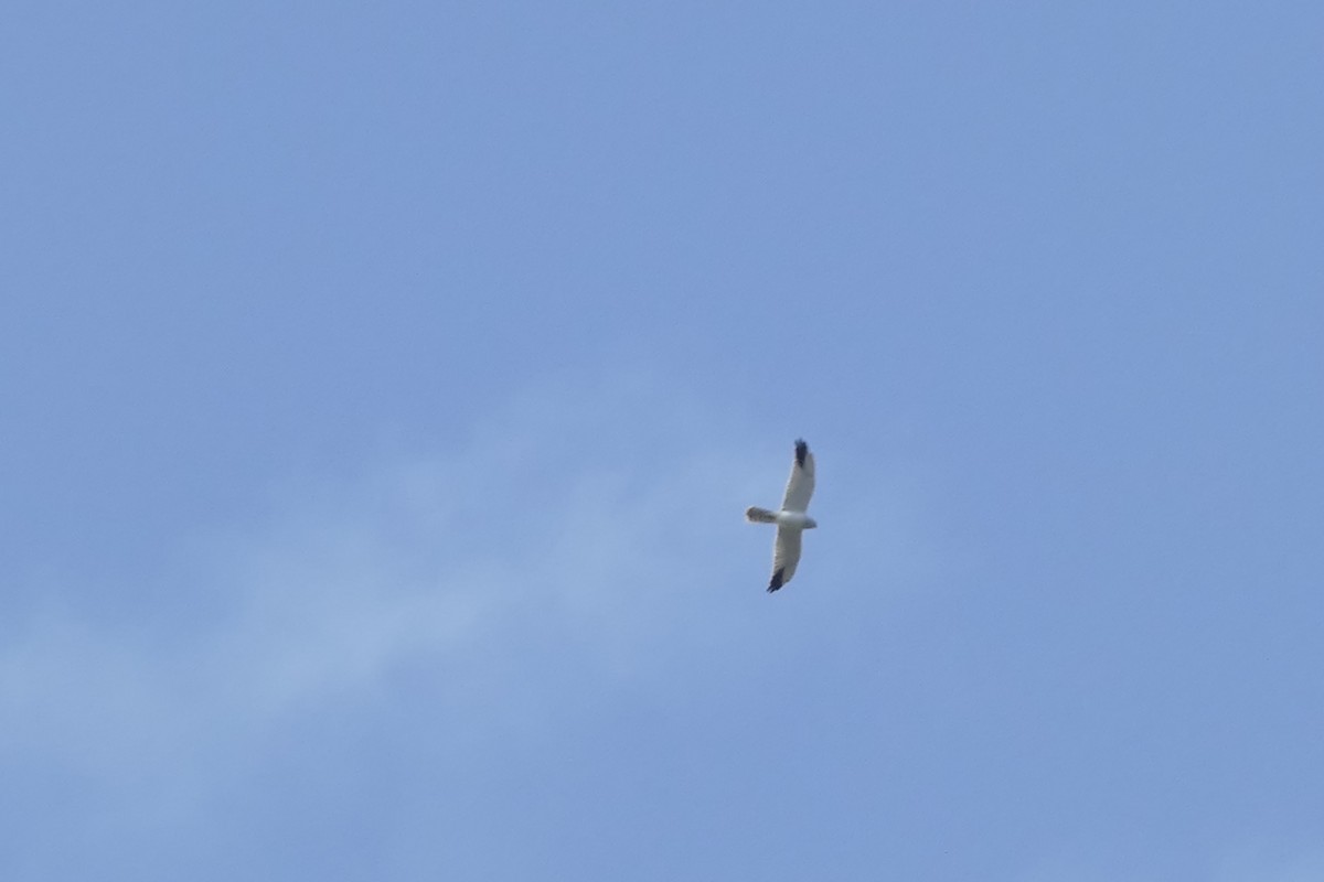 Pallid Harrier - ML628084495