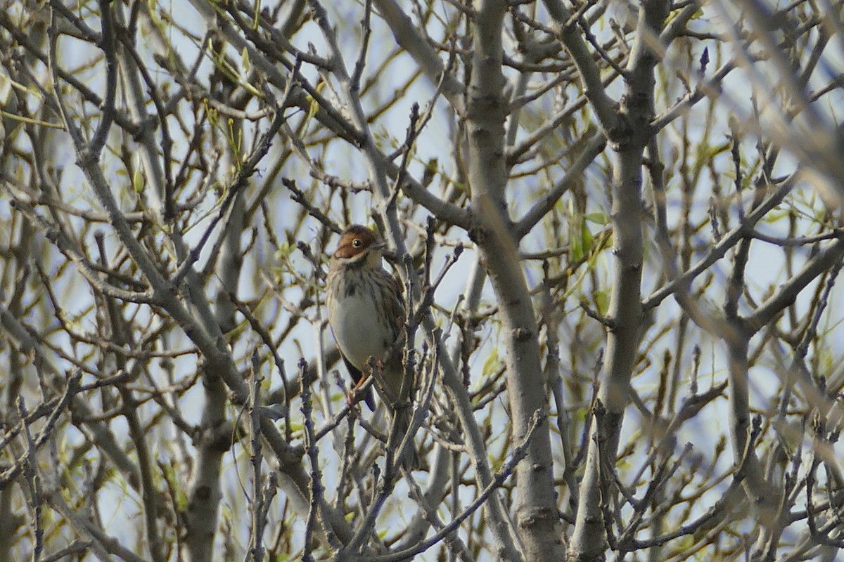 Little Bunting - ML628084505