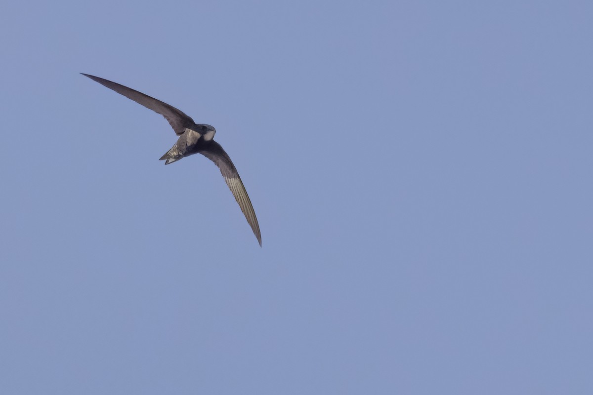 Common Swift - ML628084512