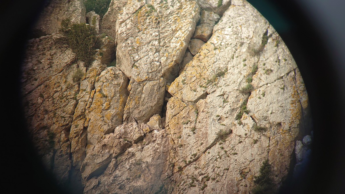 Rüppell's Griffon - ML628084554