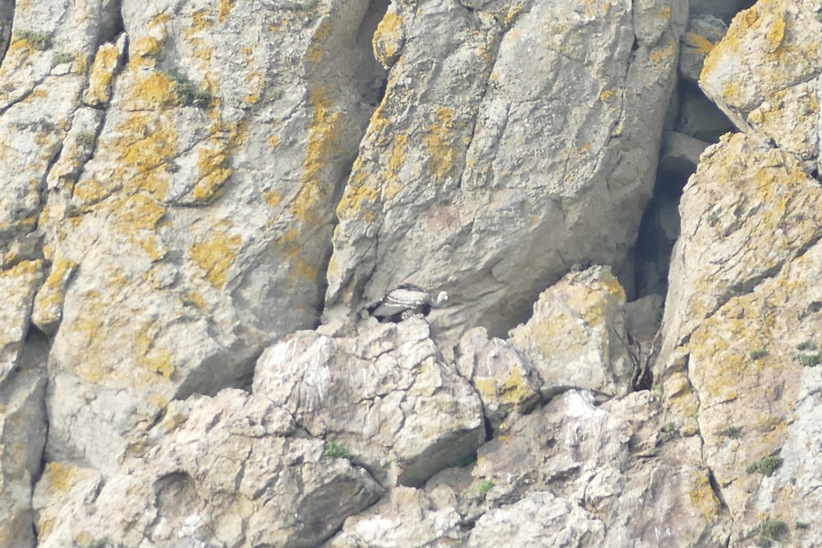 Rüppell's Griffon - ML628084555