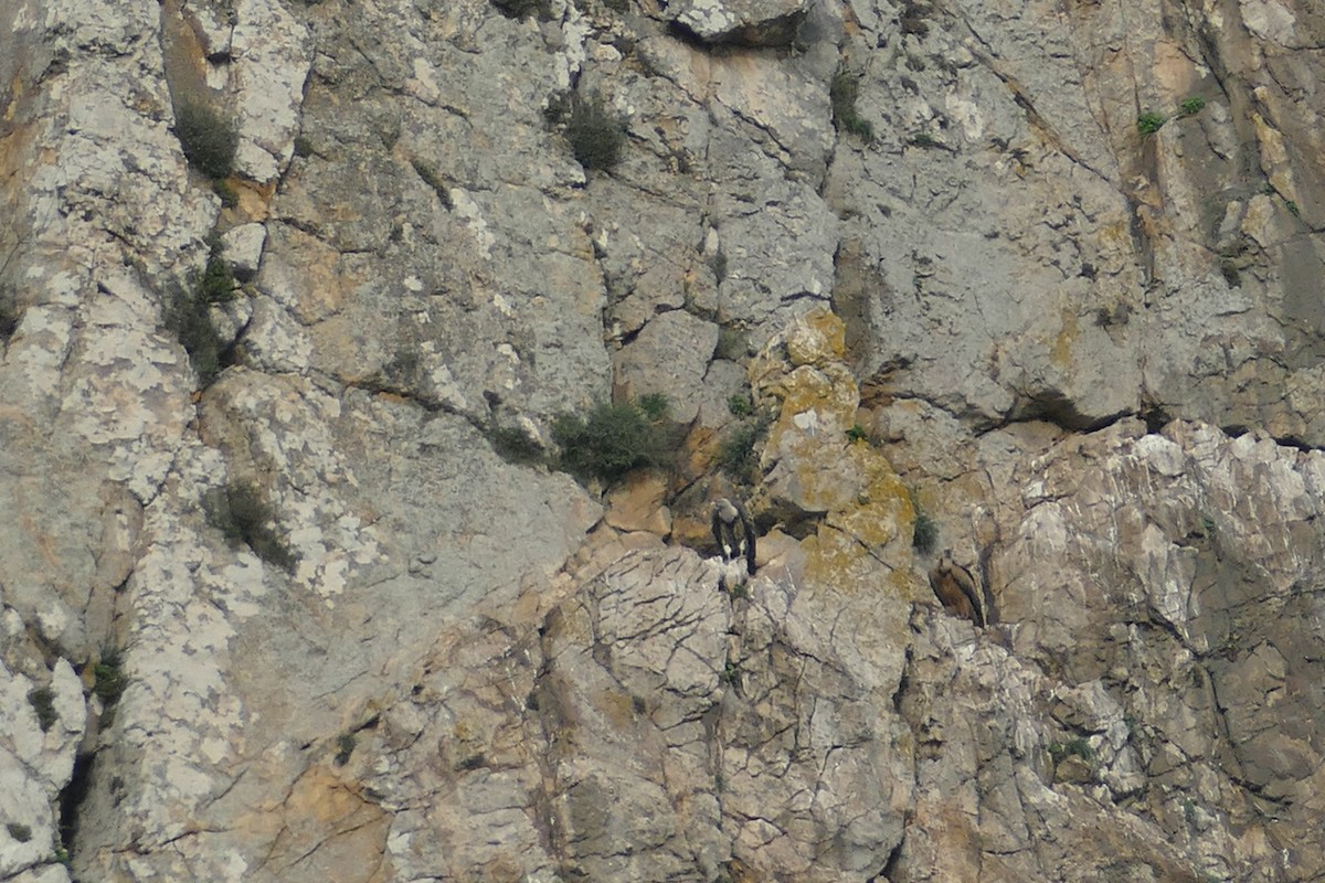 Rüppell's Griffon - ML628084556