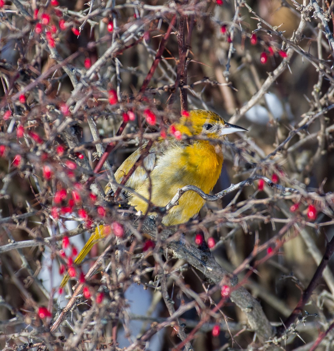 Baltimore Oriole - ML628084599