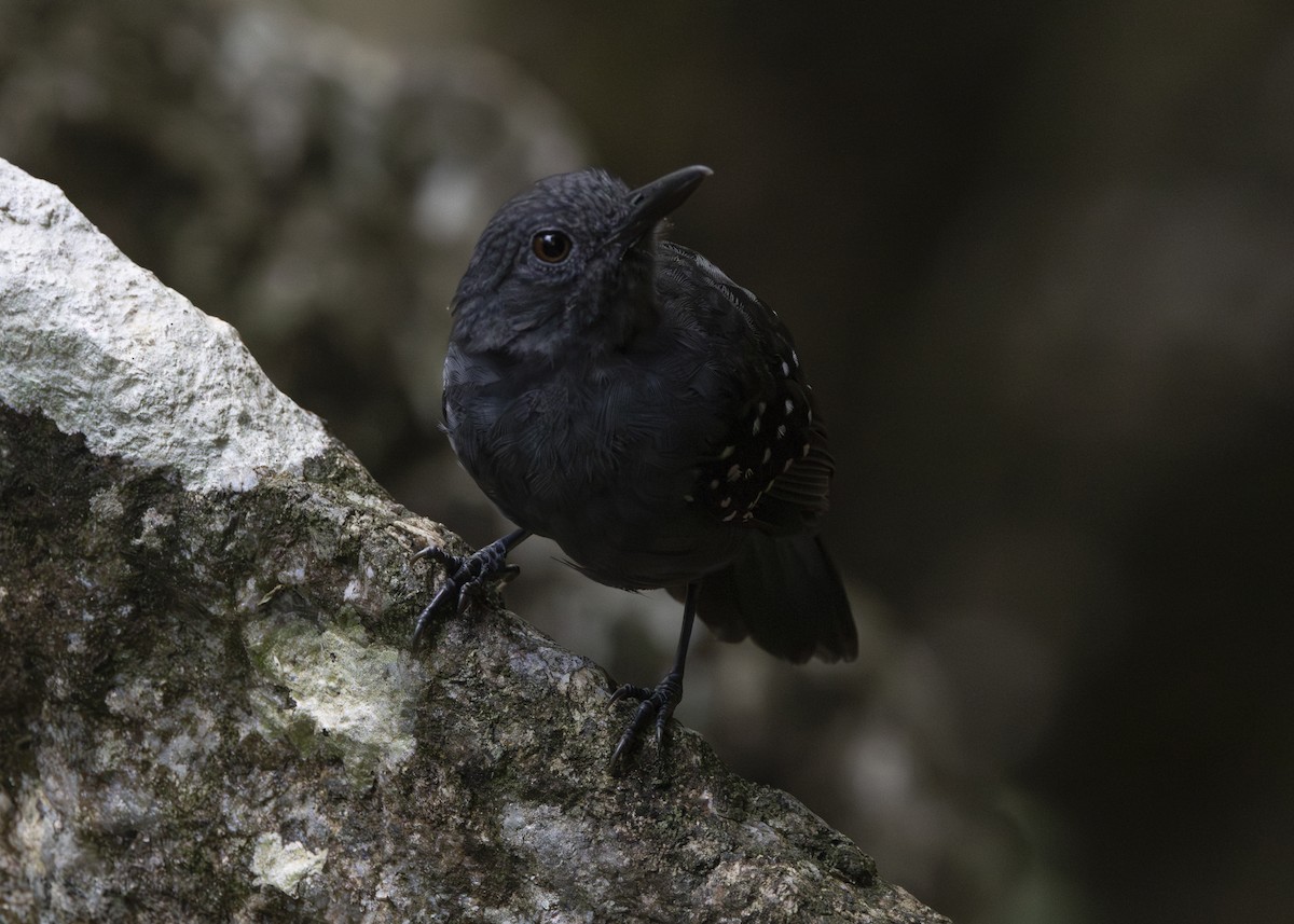 Caura Antbird - ML628084722