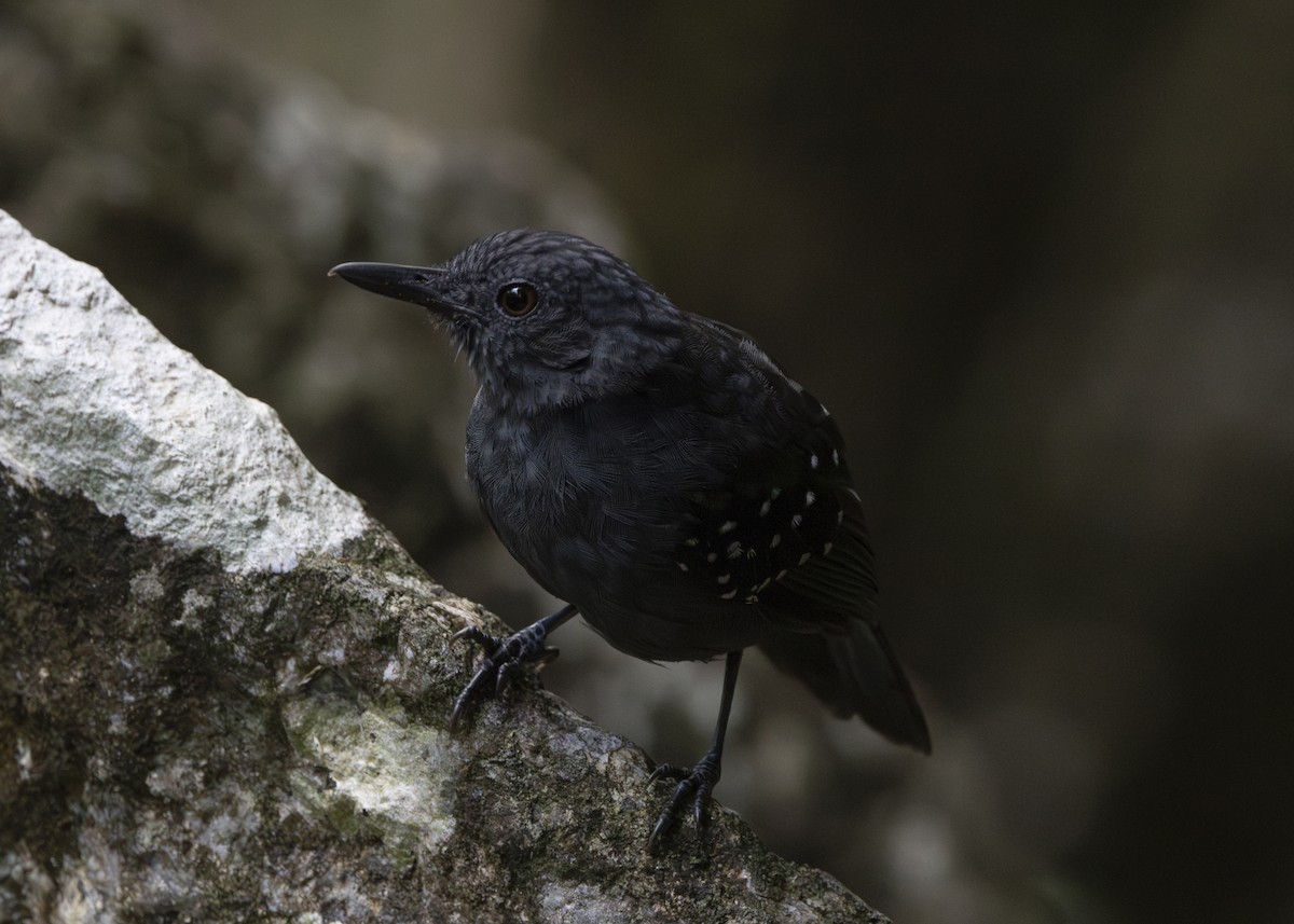 Caura Antbird - ML628084723