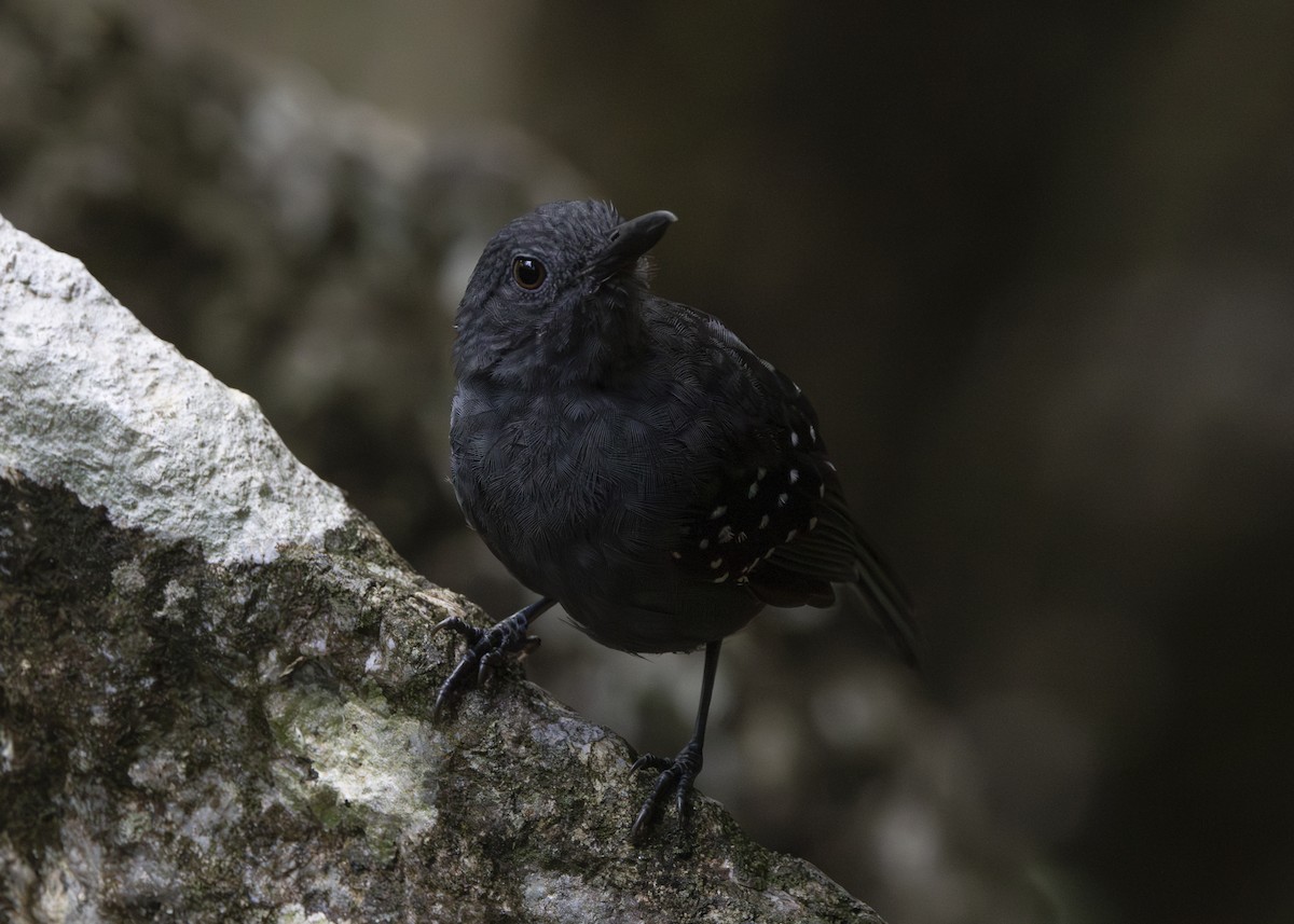 Caura Antbird - ML628084724
