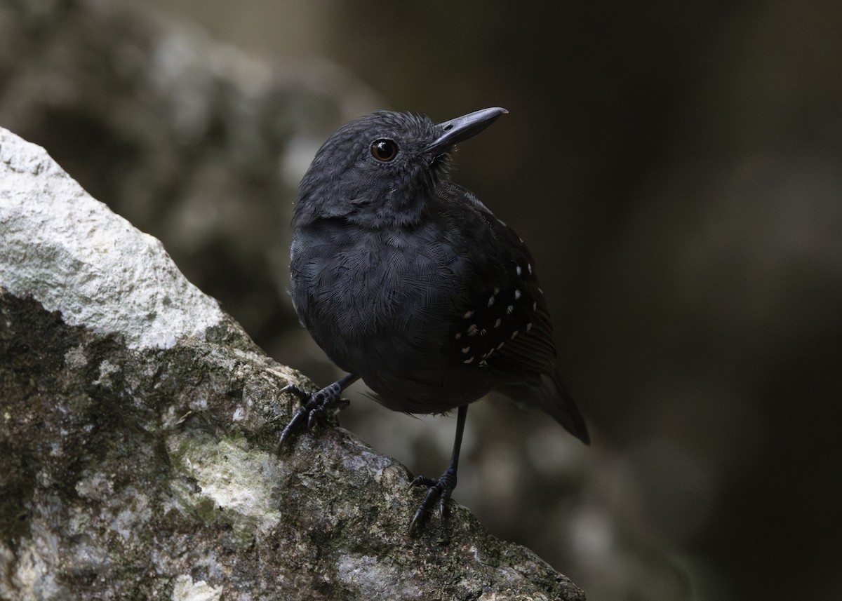Caura Antbird - ML628084725