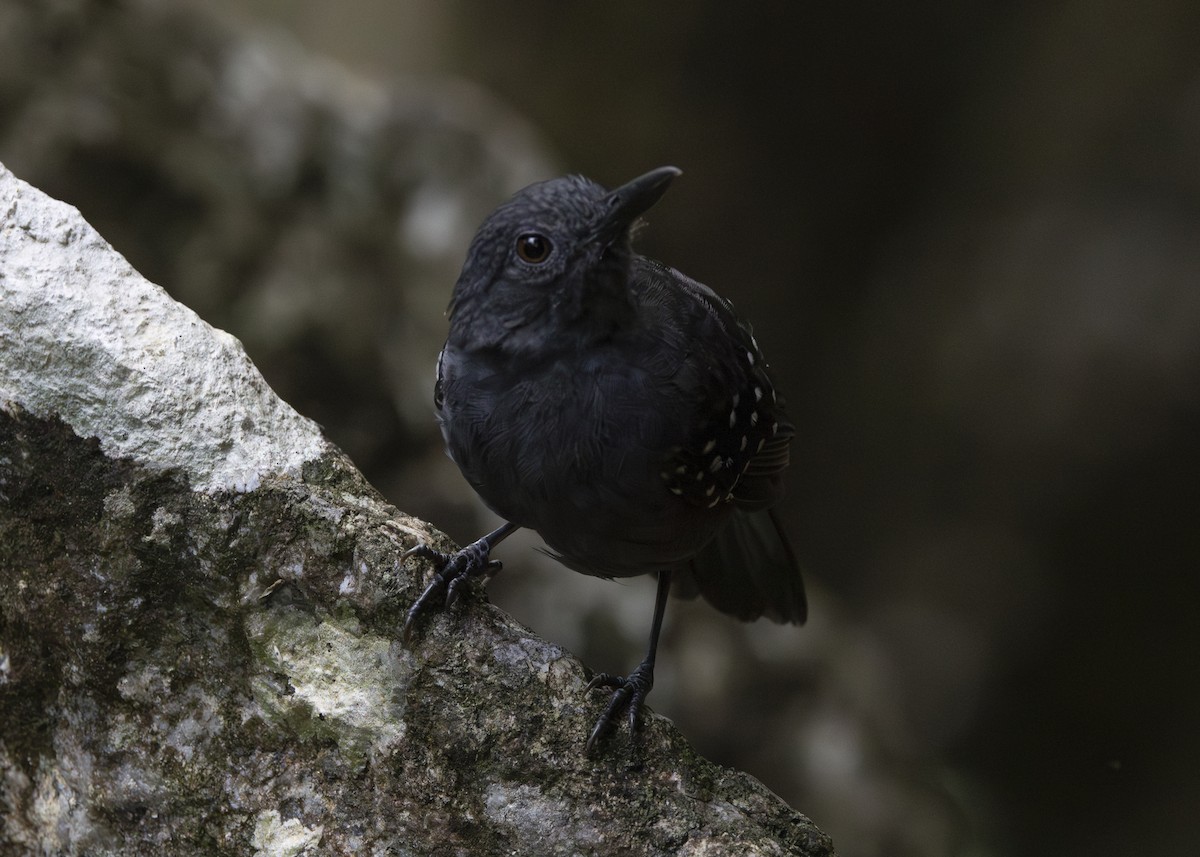 Caura Antbird - ML628084727