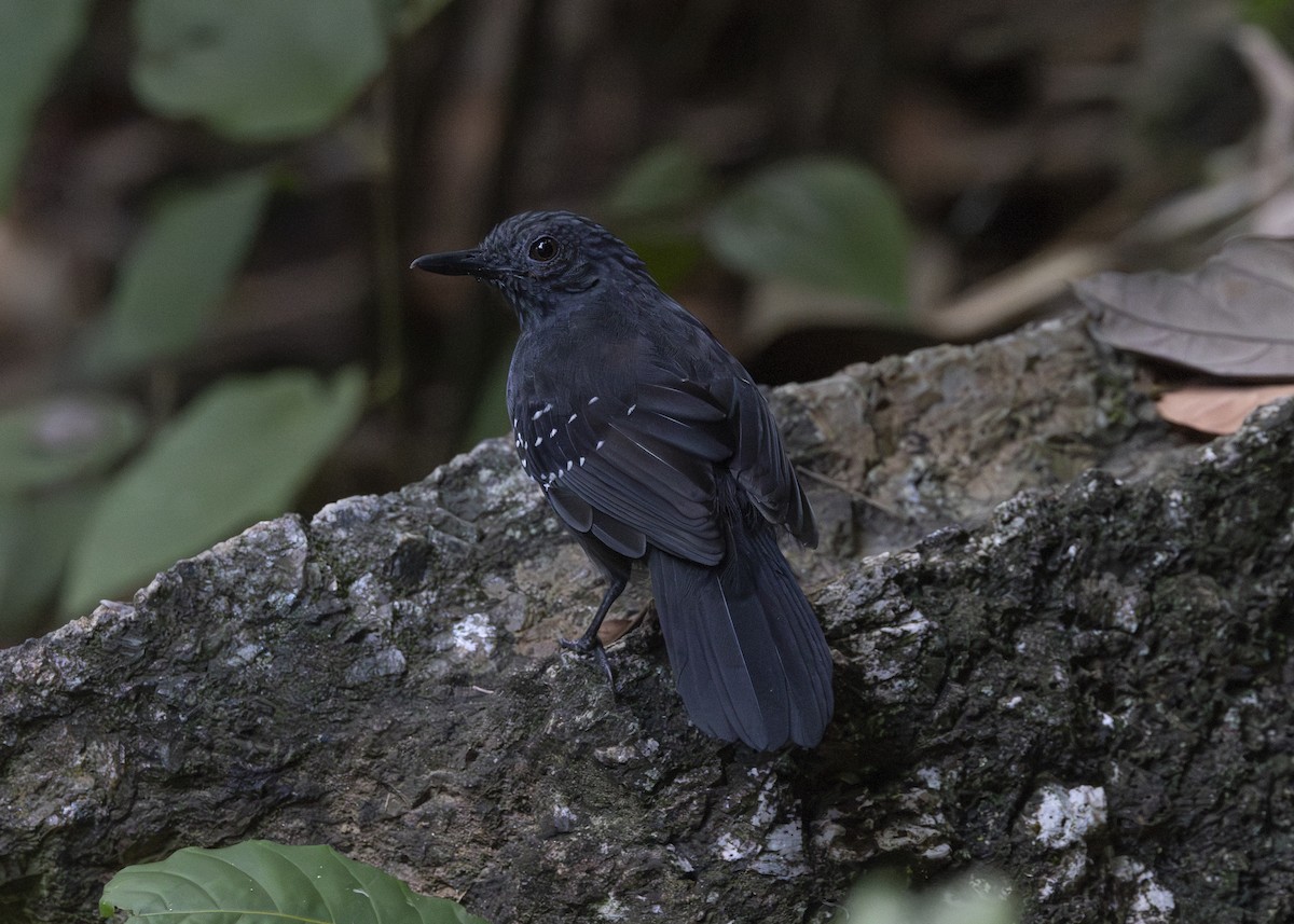 Caura Antbird - ML628084728