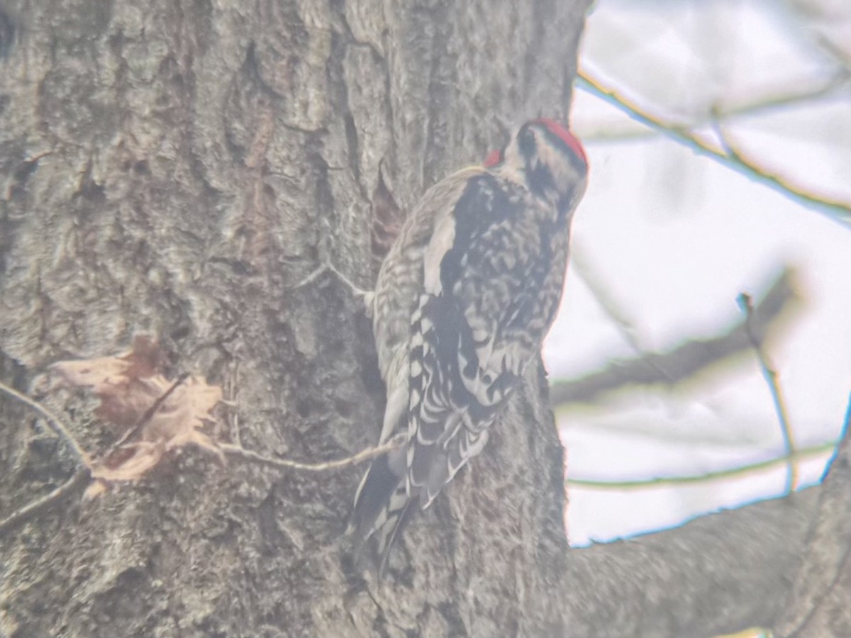 Yellow-bellied Sapsucker - ML628084739