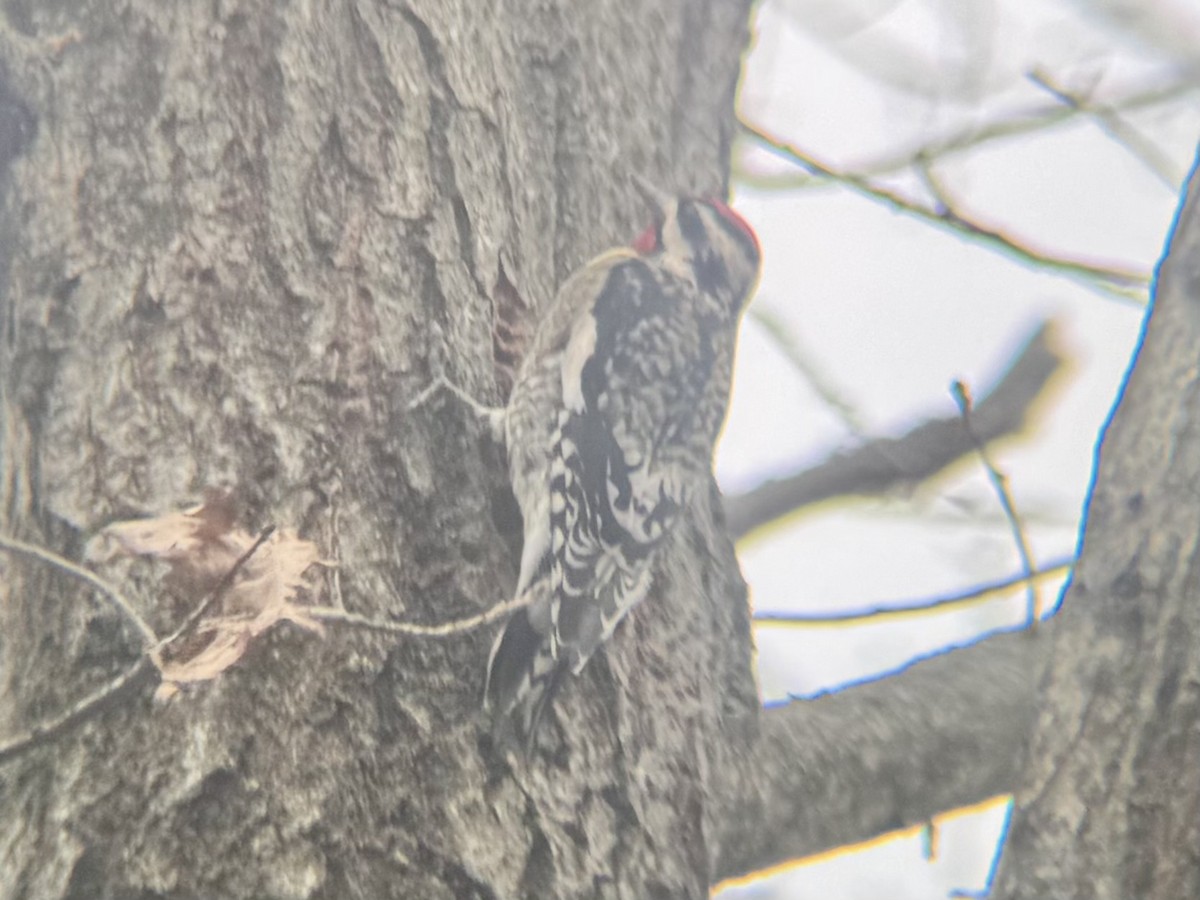 Yellow-bellied Sapsucker - ML628084740