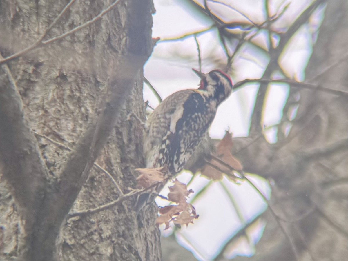 Yellow-bellied Sapsucker - ML628084741