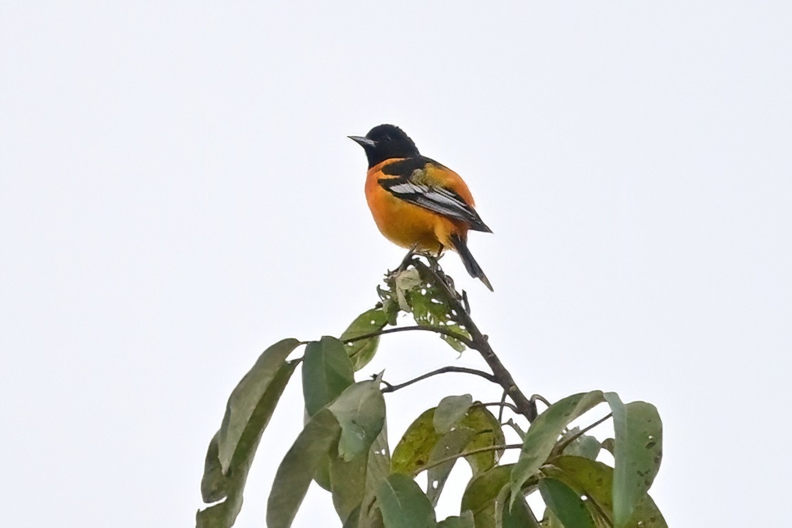 Baltimore Oriole - ML628084841