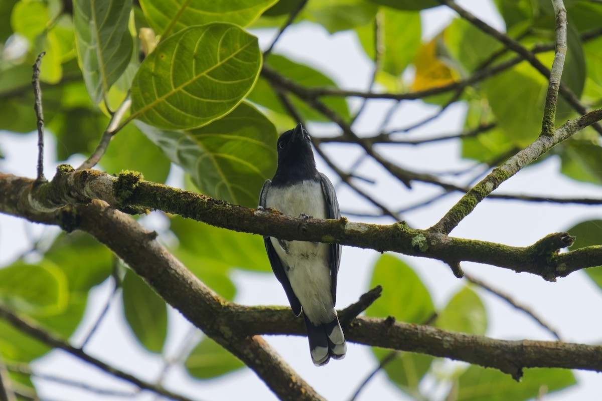 Black-headed Cuckooshrike - ML628084901