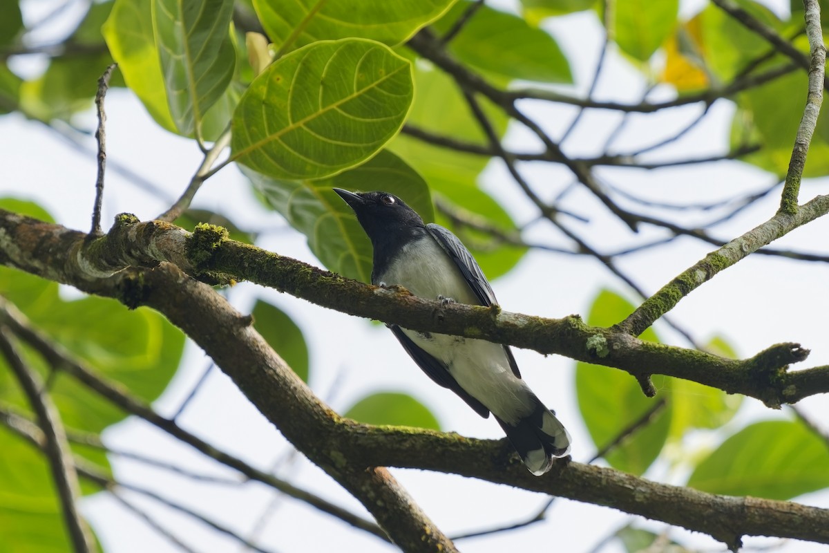 Black-headed Cuckooshrike - ML628084902