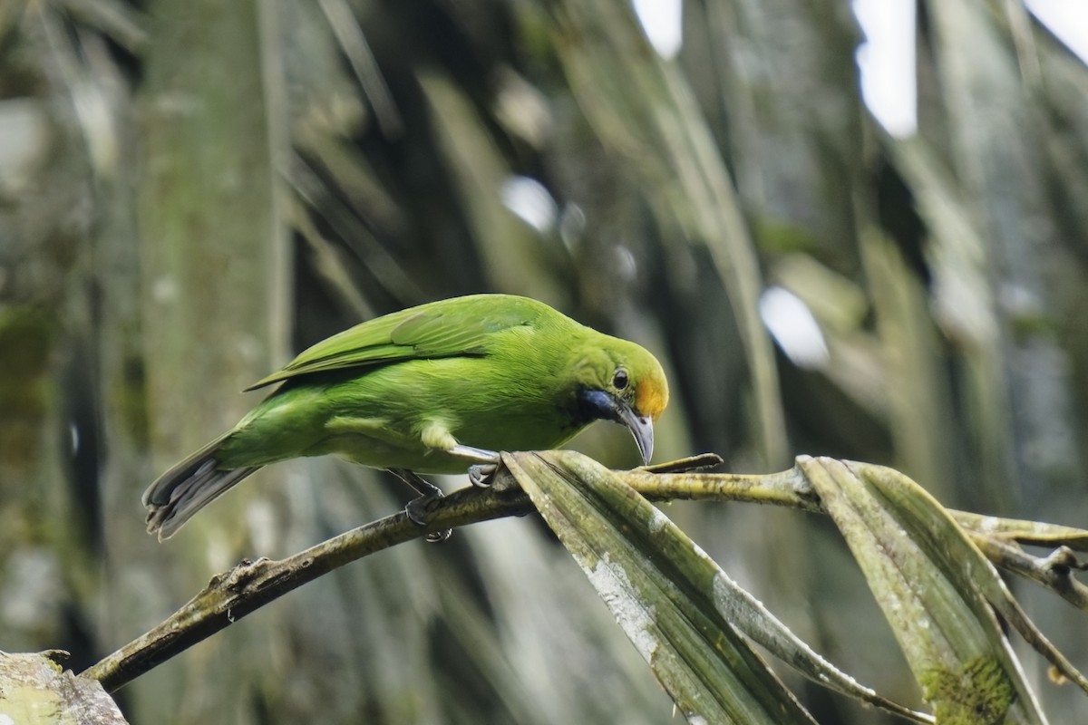 Golden-fronted Leafbird - ML628084911