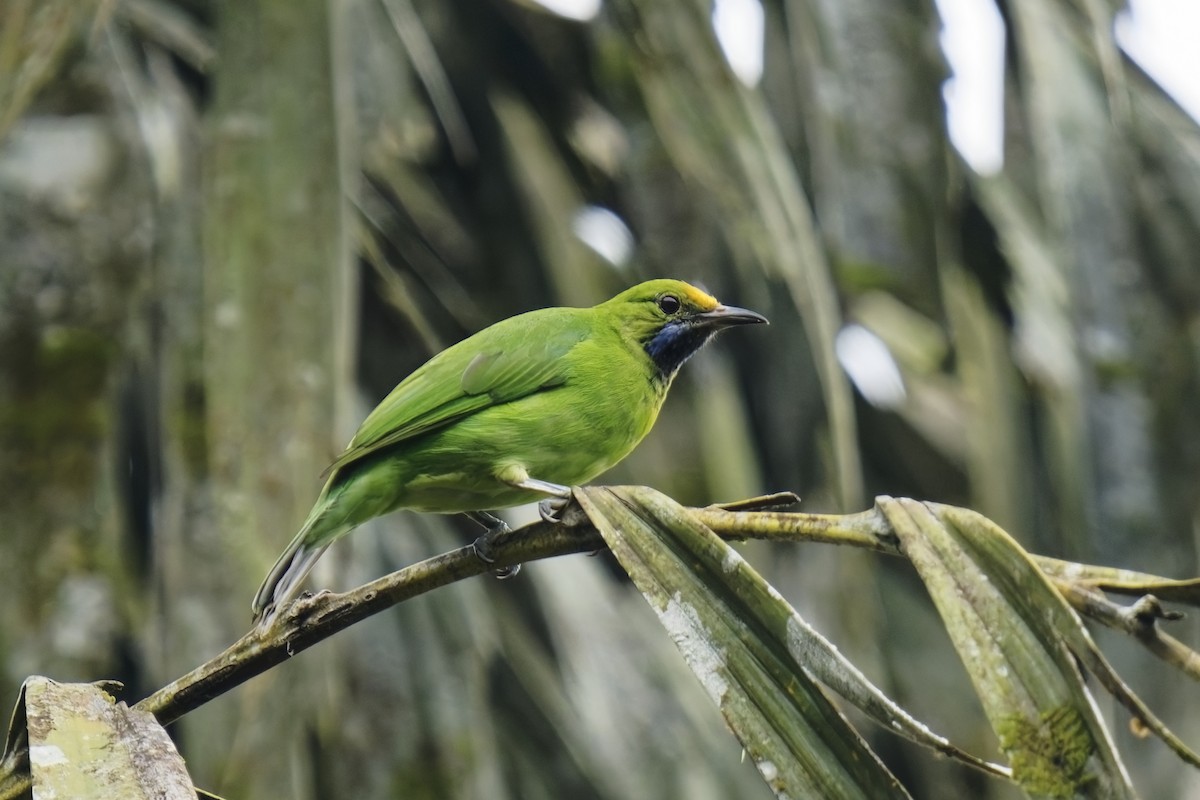 Golden-fronted Leafbird - ML628084912