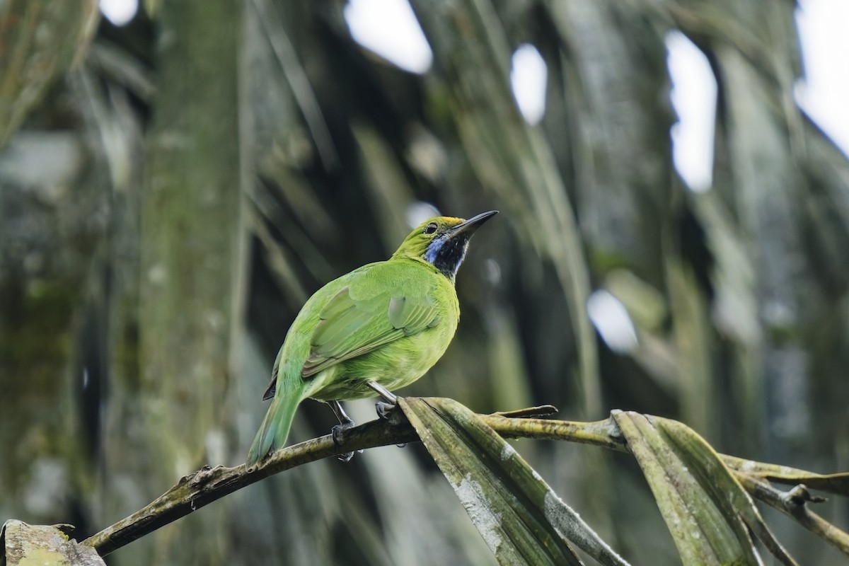 Golden-fronted Leafbird - ML628084913