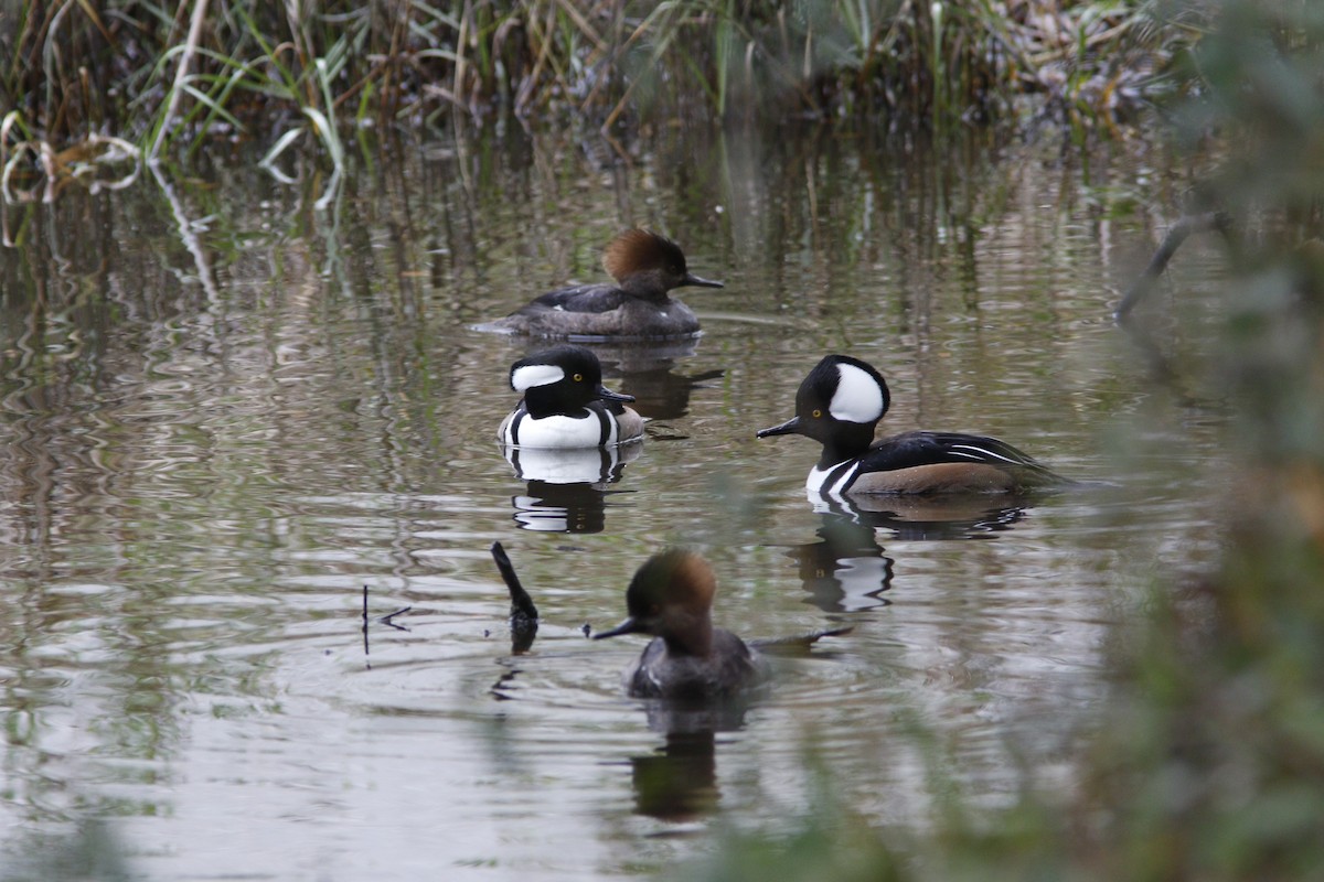 Hooded Merganser - ML628084968