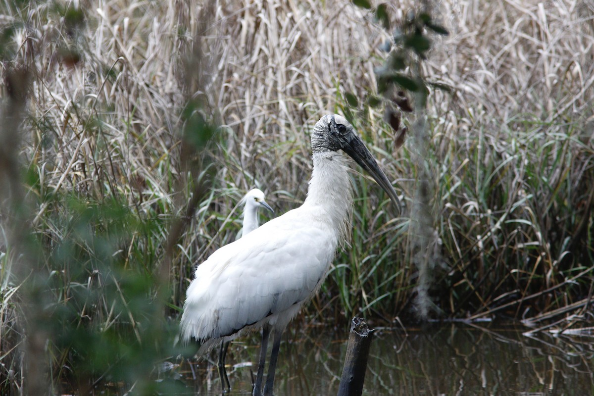 Wood Stork - ML628084992