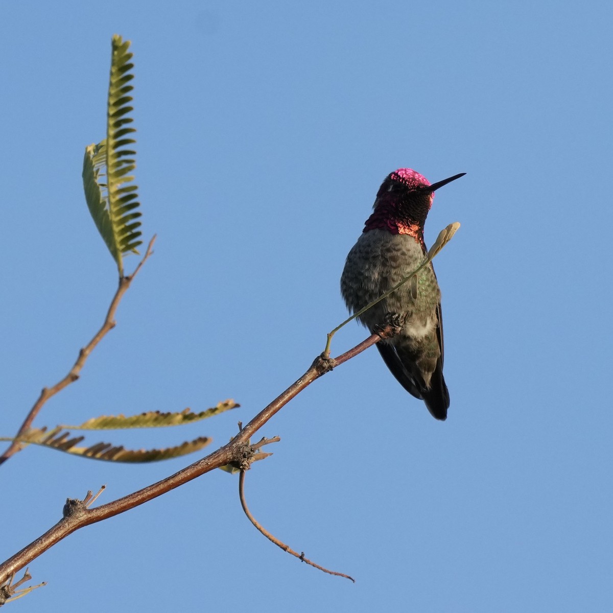 Costa's Hummingbird - ML628084999