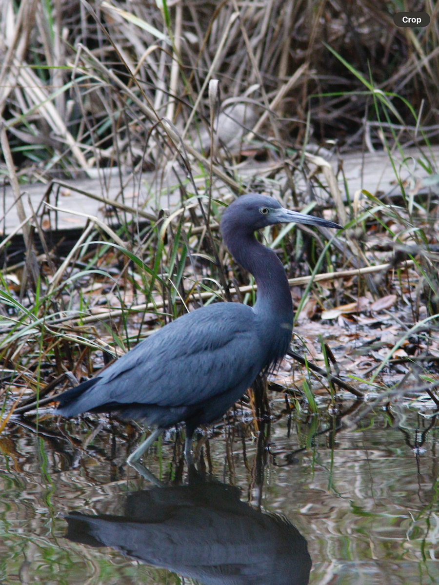 Little Blue Heron - ML628085011