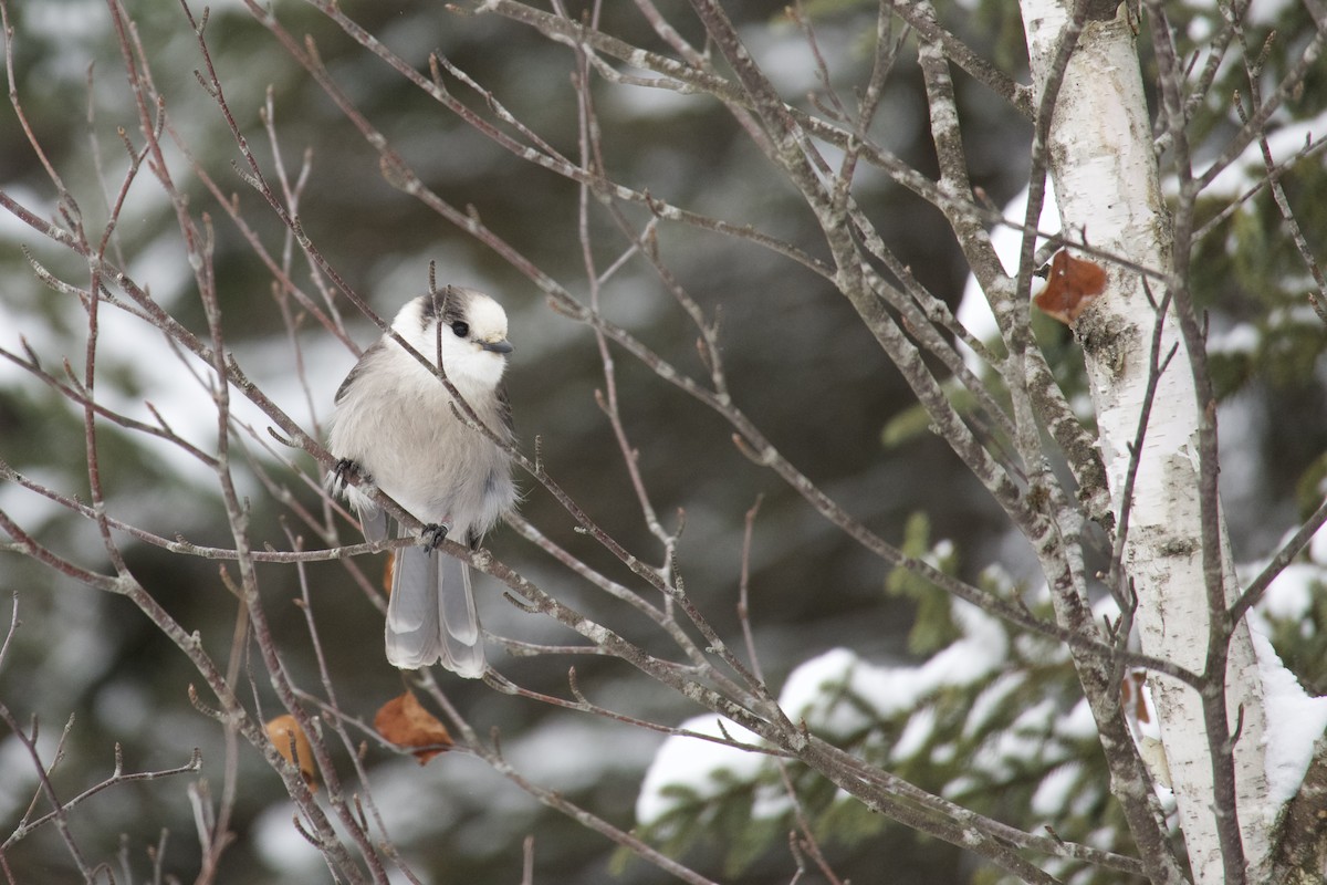 Canada Jay - ML628085026