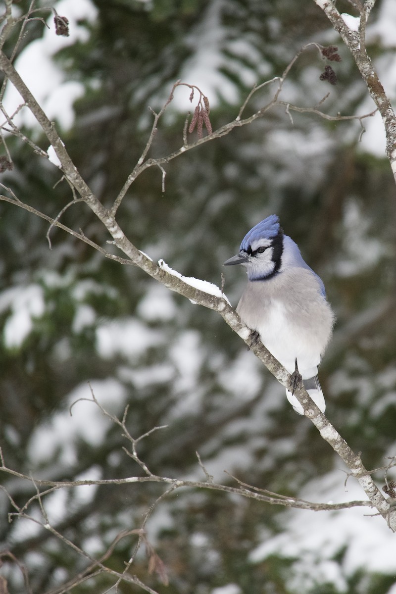 Blue Jay - ML628085052