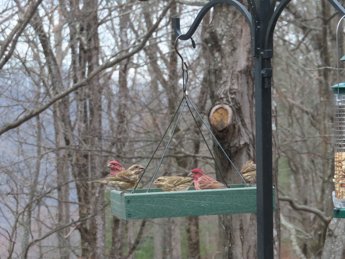 Purple Finch - ML628085066