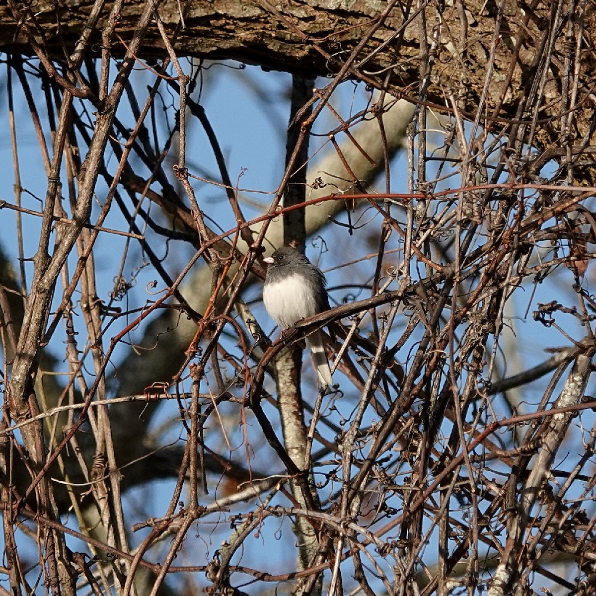 Dark-eyed Junco - ML628085108