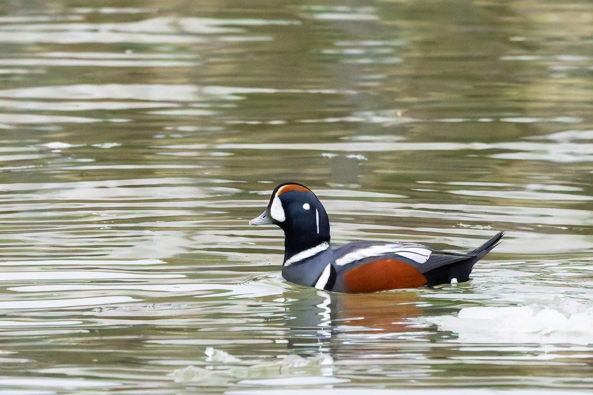 Harlequin Duck - ML628085151