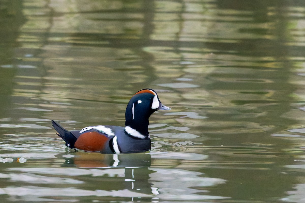 Harlequin Duck - ML628085152