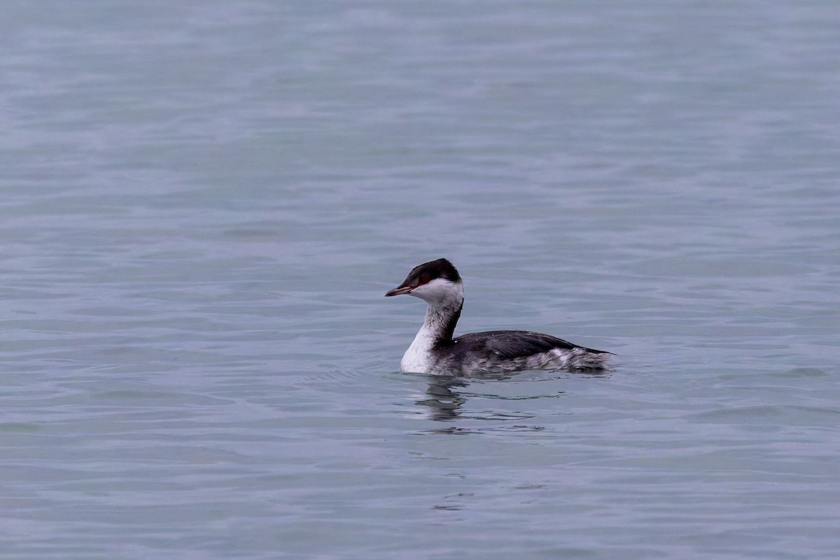 Horned Grebe - ML628085154