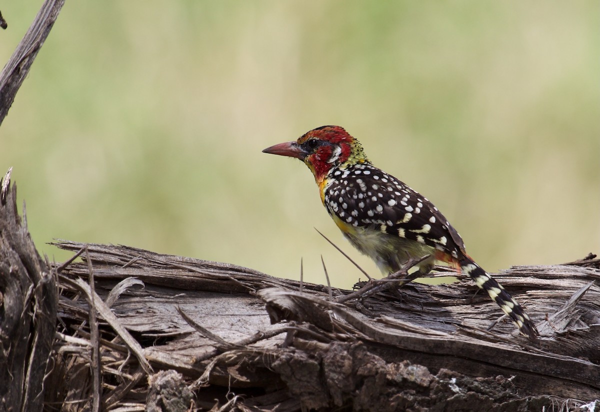 Red-and-yellow Barbet - ML628085161