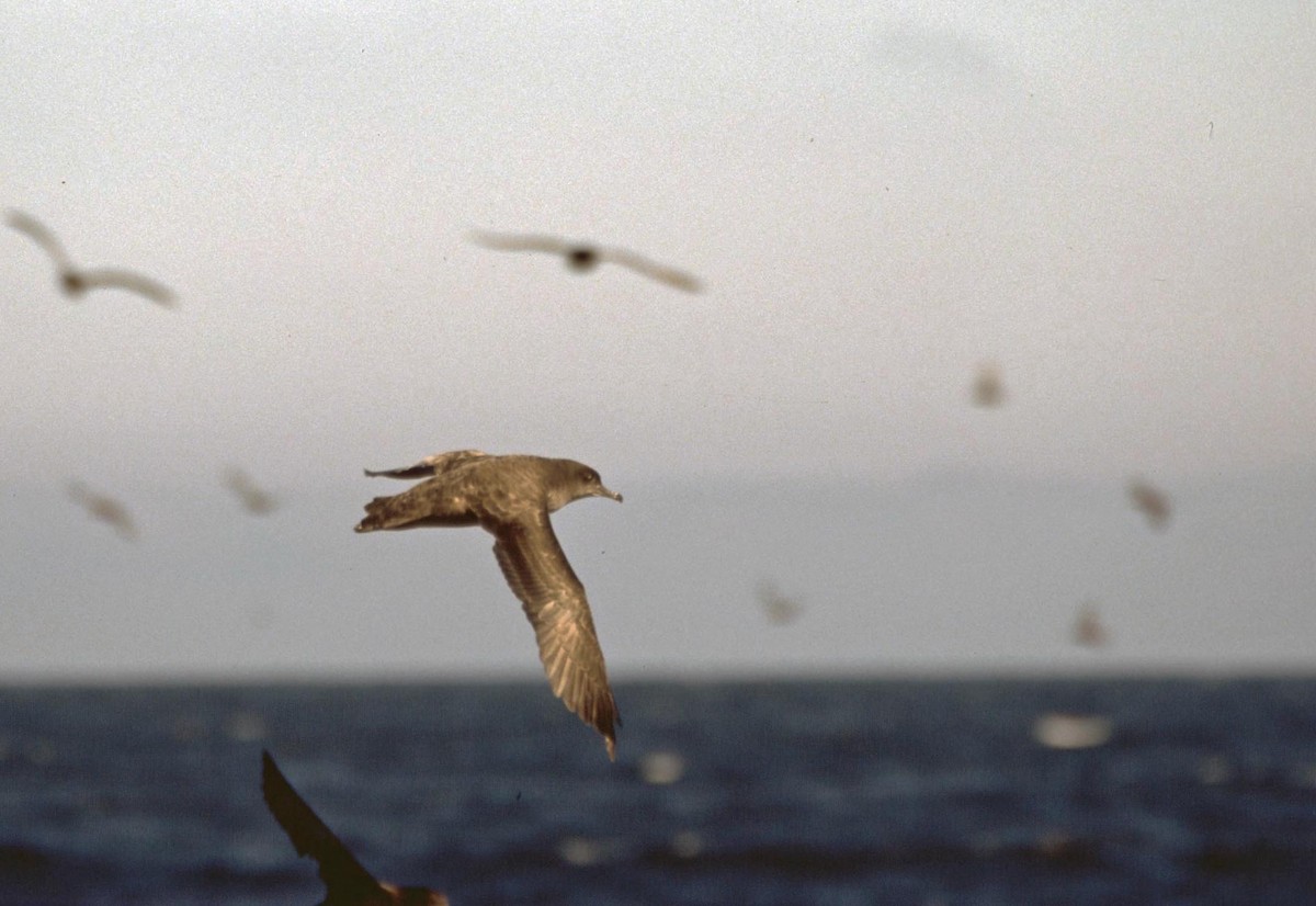Sooty Shearwater - ML628085274