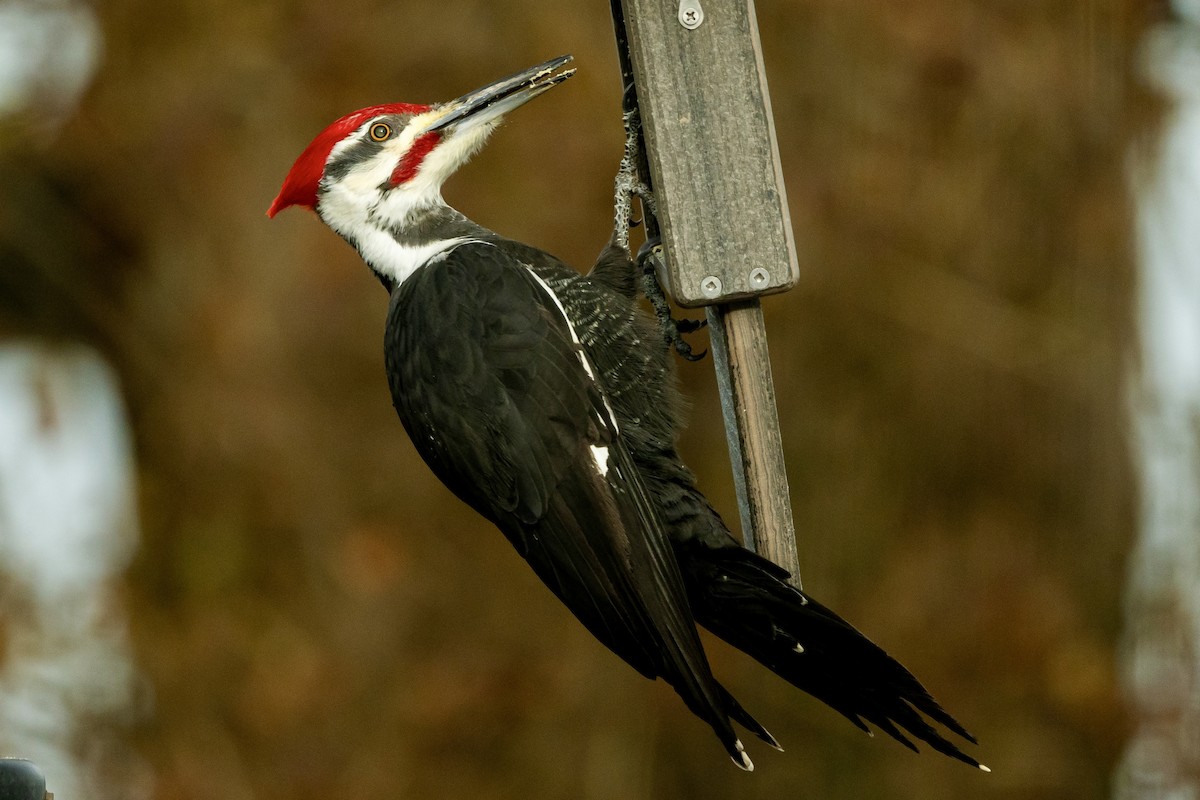 Pileated Woodpecker - ML628085282