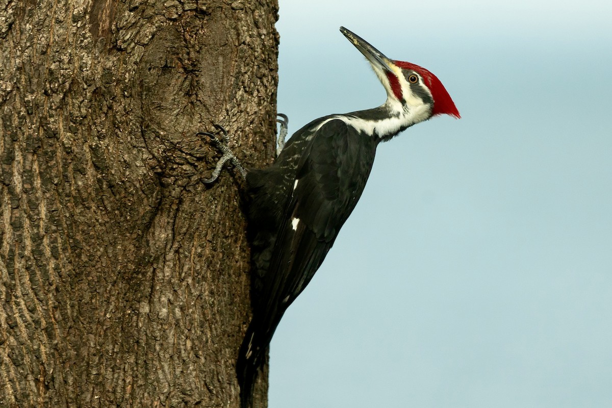 Pileated Woodpecker - ML628085283