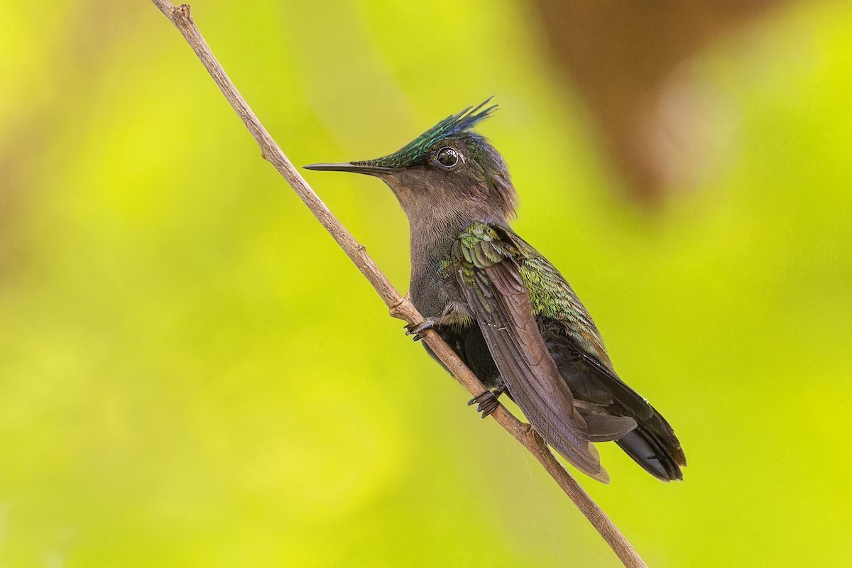 Antillean Crested Hummingbird - ML628085293