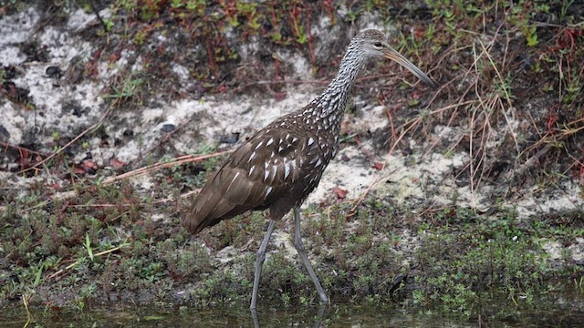 ツルモドキ（pictus グループ） - ML628085299