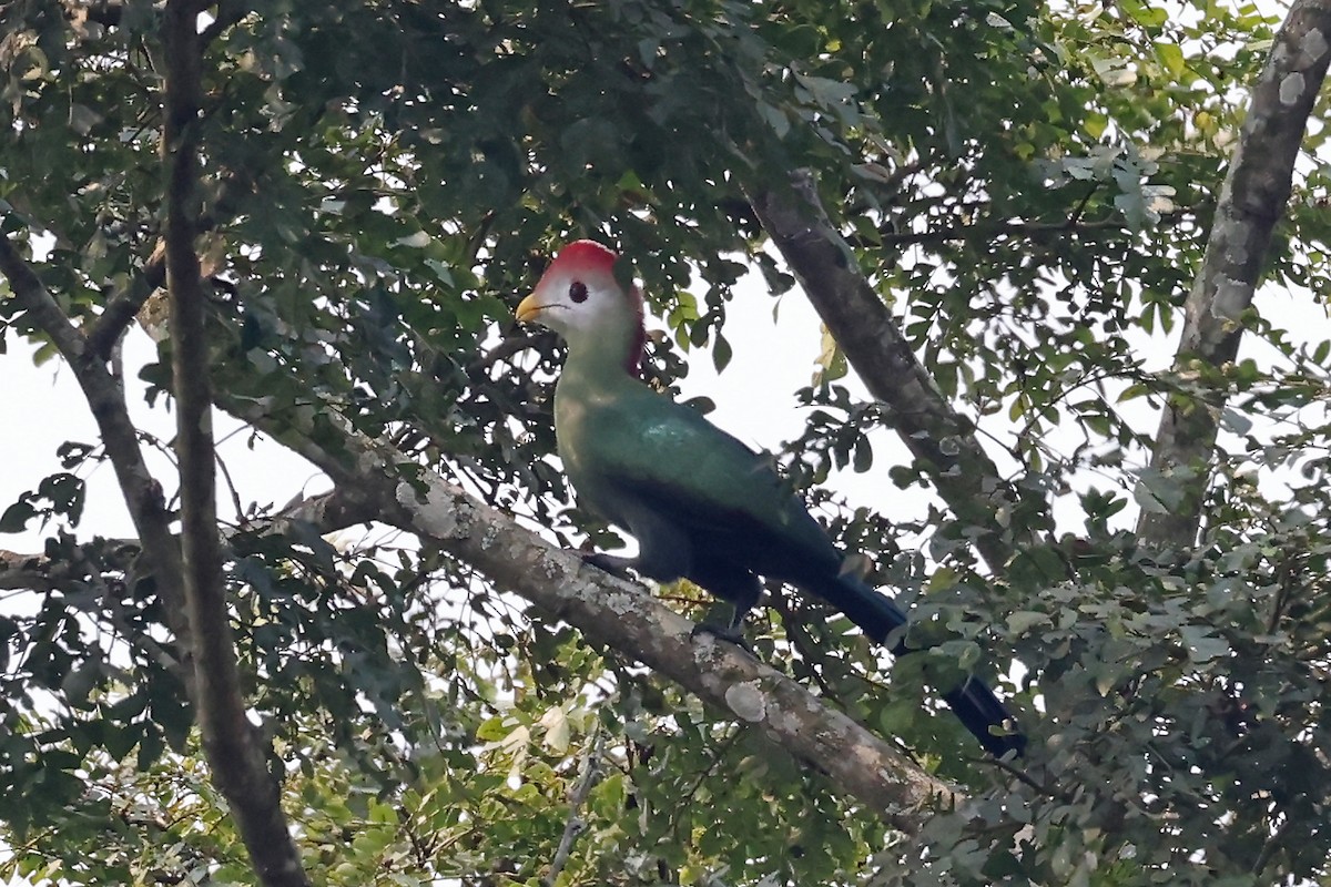 Red-crested Turaco - ML628085327